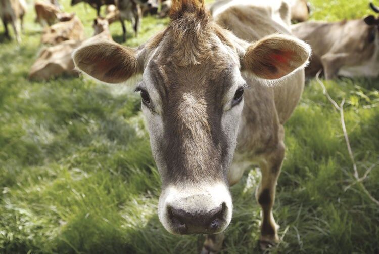 Raw milk linked to outbreak under investigation in East Idaho